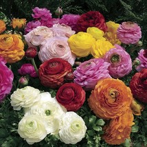 USA Seller Ranunculus Seeds Magic Mix 25 Seeds Seeds Fast Shipping - £14.48 GBP