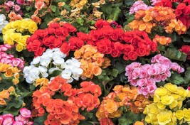 30 Mixed Double Begonia Tuberosa Tuberous Begonia Red Pink Shade Flower Seeds Ne - £13.88 GBP