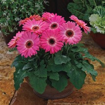 Gerbera Daisy Seeds Majorette Pink Halo 15 Seeds Gardening USA Shipping - £15.82 GBP