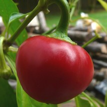 Cherry Stuffer Hot Pepper Fresh Garden USA Shipping - $12.09