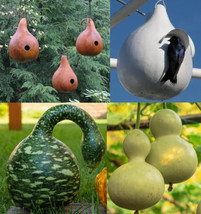 Gourd Birdhouse Mix Martinhouse Birdhouse Speckled Swan Diy 3 Packs 50 Seeds - £17.54 GBP