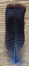 Natural Undyed Pre-Tail Turkey Feather for Quills or Smudging! - $1.93
