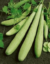 50 Armenian Yard Long Cucumber Seeds Organic Heirloom Fresh From US - £7.37 GBP