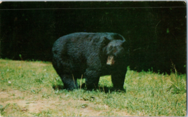 Big Black Bear On The Road Side Great Smoky Mountains National Park Postcard - £5.49 GBP