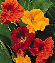 Sell Store New 35 Nasturtium Jewel Mix Flower Seeds Mix Reseeding Annual From US - $8.87