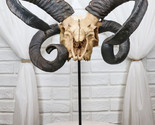 Large Alien Mutated Quad Horns Ram Skull Sculpture On Museum Base Stand ... - $131.99