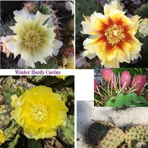 Grow Your Own Canadian Winter Freeze Hardy Cactus Plant- Rare -Live Plant Pad - $6.64+