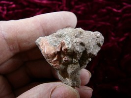 (PP502-40) 1.1 oz Real Ancient Crocodile croc POOP doo doo Triassic spec... - $243.83 MXN