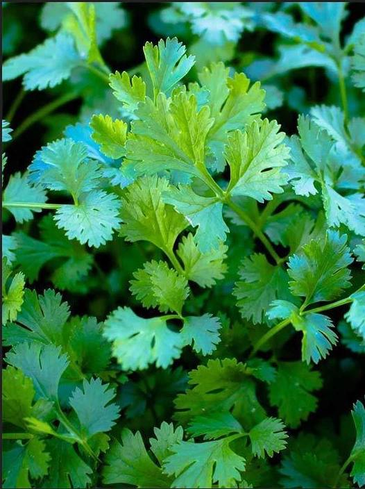 Organic Slow Bolt Cilantro Seeds Non Gmo Fresh Garden Seeds Free Ship Ga... - $53.71 MXN