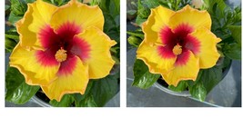 Exotic Yellow Hibiscus Live Plant In 4 Inches Pot 10 To 12 Inches Tall - £41.40 GBP