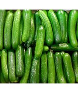 KBT Us n 40 Persian Beit Alpha Aka Lebanese Cucumber Seeds Heirloom Non ... - $28.27 CAD