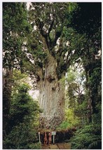 Postcard Giant Kauri Tree Waipoua Forest Northland New Zealand - £2.83 GBP