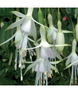 50pcs/bag Fuchsia Seeds Potted Flowers seeds,bonsai seeds.#2319 - €4,86 EUR