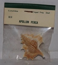 Vintage Sea Shells Cymatiidae Apollon Perca Winged Frog Shell B6 - £6.43 GBP