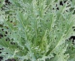 White Russian Kale Seeds 500 Survival Vegetable Greens Salad Fast Shipping - $8.99