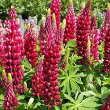 20 Seeds Russell Lupine My Castle Red Perennial Hummingbirds Bees Love Grow Easy - £6.71 GBP