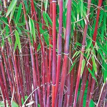 10 Red Dragon Clumping Bamboo Seeeds Fresh New Seeds - $8.43 CAD