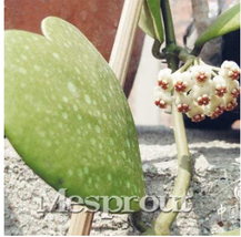 100PCS / Bag Hoya Kerrii Bonsai (Hoya Kerrii) Family Bonsai Gardening Supplies V - $6.78