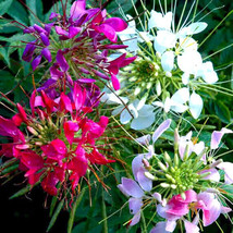 HT 100 Seeds Mixed Colors Cleome Seeds Non-Gmo 1261 Garden Seeds - $9.94