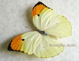 Yellow Brimstone Anteos Menippe Real Butterfly Framed Entomology Shadowbox - $44.99