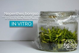 Nepenthes bongso in vitro (Tissue Culture) Carnivorous plant tropical pitcher pl - £21.96 GBP