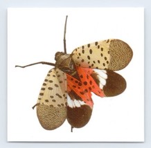 Spotted Lanternfly Temporary Tattoo  Lantern Fly spot clothing wax cicada - £2.36 GBP