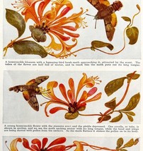 Humming Hawk Moth Honeysuckle Blossom 1940s Lithograph Print Art DWT7 - £31.45 GBP