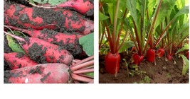 China Rose Radish seeds Red Daikon Winter Radish Microgreens Sprout 2000+Seeds - £22.13 GBP