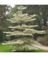 5 Cornus Controversa Pagoda Dogwood Seeds For Planting   - $19.50