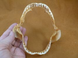 sj470-195-3) 5-1/8" Tiger SHARK jaw sharks jaws teeth taxidermy educational - $36.99