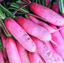 Pink Summercicle Radish Seeds One Gram Approx 75 Seeds Sweet Crispgarden... - $10.75