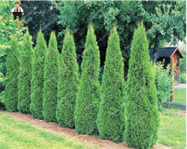 New Fresh Hot Selling 50Pcs Cypress Trees Bonsai Perennial Courtyard Conifer Bon - £8.41 GBP