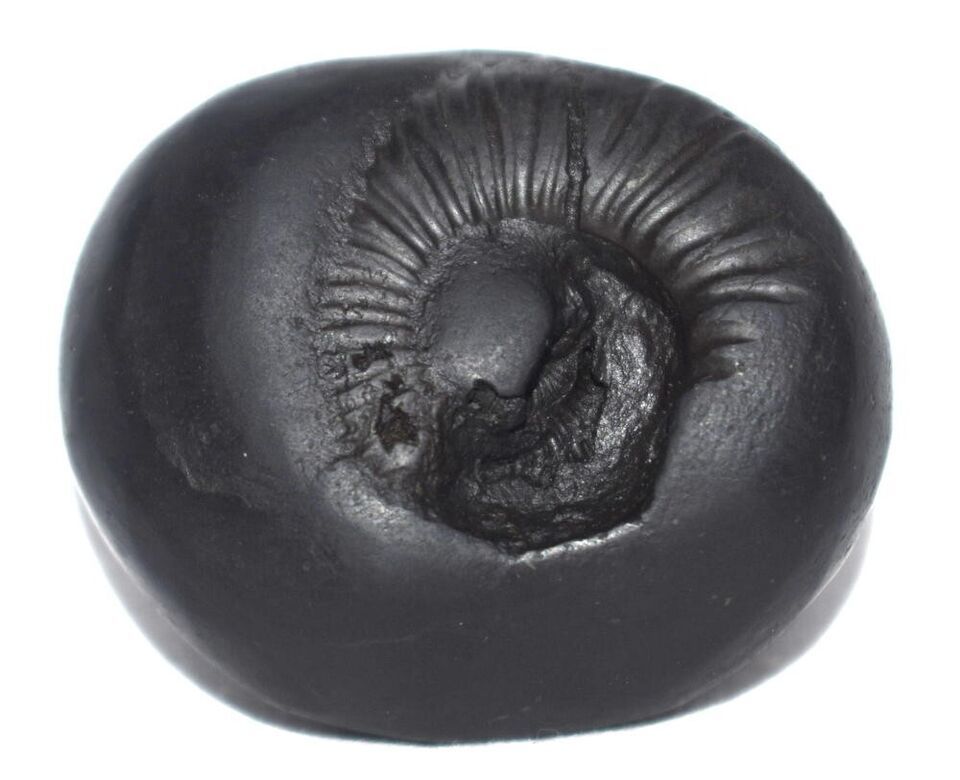 Shesha Shaligram / Ananta Shesha Salagram - Gandaki River Nepal Item image 11