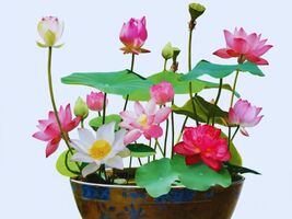 Aquatic Flower Plants Lotus Seeds in Assorted Colors - $4.25
