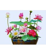 Aquatic Flower Plants Lotus Seeds in Assorted Colors - $4.25