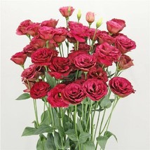 Cut Flower Lisianthus Arosa 3 Red 25 Pelleted Garden Flowers Flower Fres... - £12.18 GBP