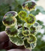 100 pcs Rare Geranium Seeds - Colroful Leaves FRESH SEEDS - £16.77 GBP