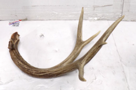 Whitetail Deer 6 Point Antler Shed - $812.32 MXN