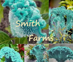 25+ Seeds Teal Blue Cockscomb Flower Celosia Bright Colorful Blooms - $4.99