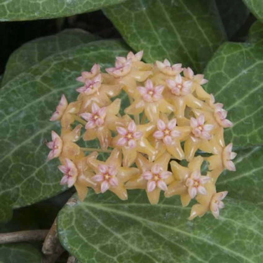15+ seeds Hoya fitchii  house plant-  garden- flowers - $6.94