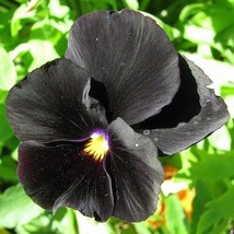 PowerOn 35+ Black Pansy &quot;Halloween&quot; Flower Seeds / Annual / Goth - £5.77 GBP