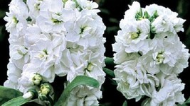 50  Blanco Noche O Noche Aromático Stock Semillas De Flor / Anual / Gran Regalo - £11.37 GBP