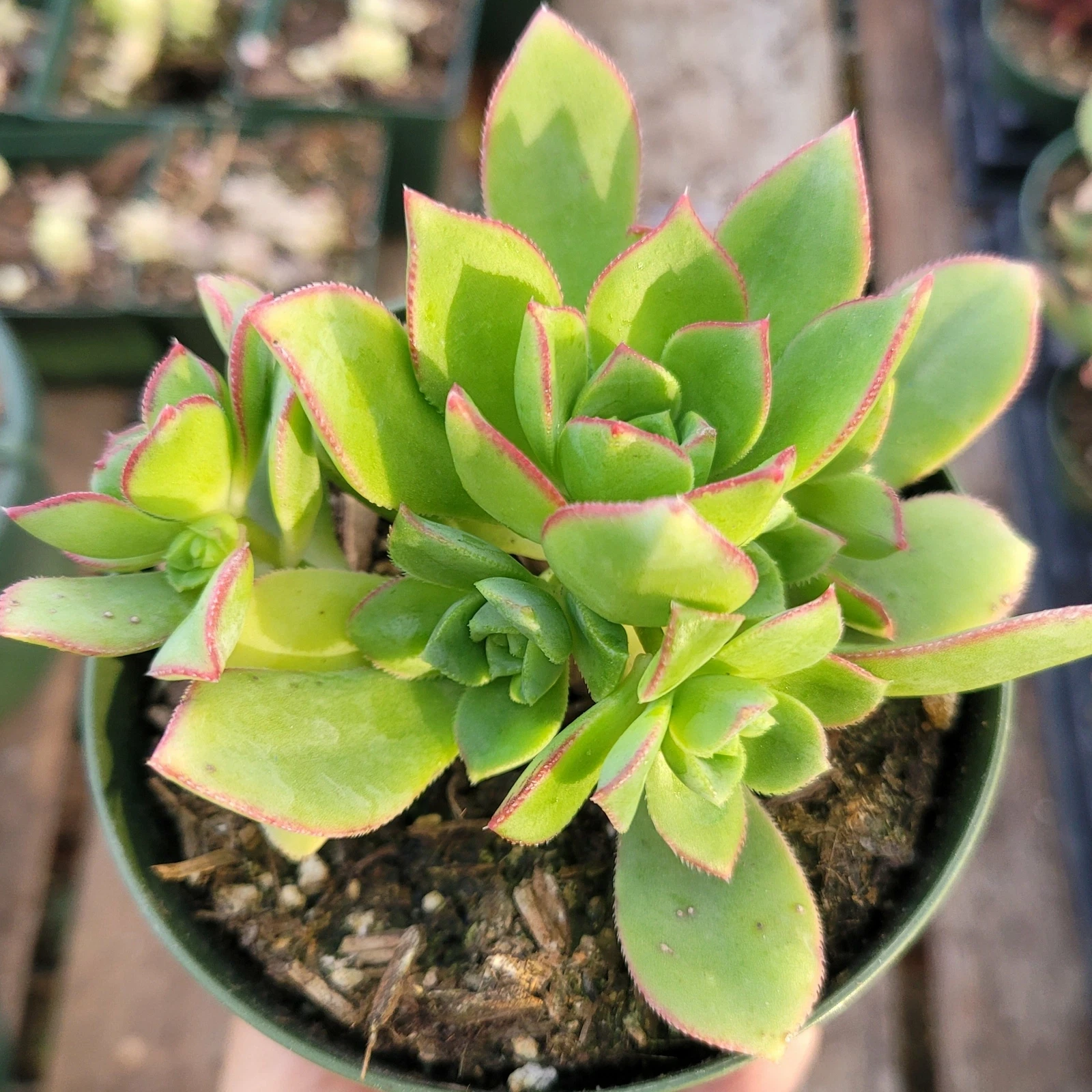 Aeonium haworthii &#39;Pinwheel Aeonium&#39; Succulent Plant - $10.19