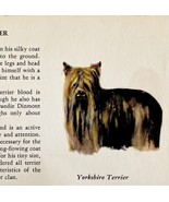 Yorkshire Terrier 1939 Yorkie Dog Breed Art Ole Larsen Color Plate Print... - $40.99 CAD