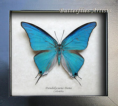 Sky Blue Hairstreak Pseudolycaena Damo Real Butterfly Entomology Shadowbox - £70.60 GBP