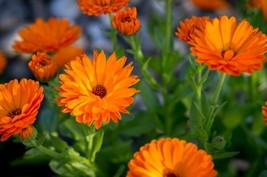 Fresh 150 Calendula Garden Flower Seeds Arto - $9.00