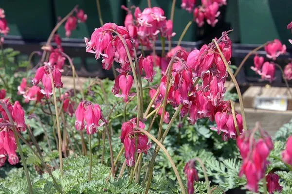 25 King Hearts Bleeding Heart Seeds Dicentra Spectabilis Shade Flower688 Fresh - £4.71 GBP