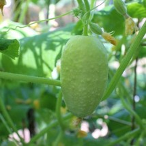 Dragon S Egg Cucumber Seeds Packet Of 5 Seeds USA SELLER Fast Shipping - $17.94