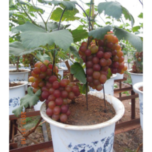 Bonsai Super Black Grape &#39;Hei Fei&#39; Organic - 15 Seeds - £4.79 GBP