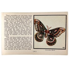The Cecropia Moth 1934 Butterflies Of America Antique Insect Art PCBG14C - $19.99